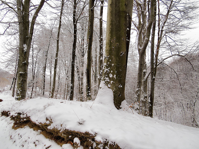 Alberi d''inverno... un invito